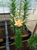 [5112 Orange Cocotte DJ No01.JPG]